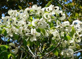 cornus-florida-ssp-urbiniana-by-stan-shebs-at-wikimedia-commons-license-cc-by-sa-3.0 (1)